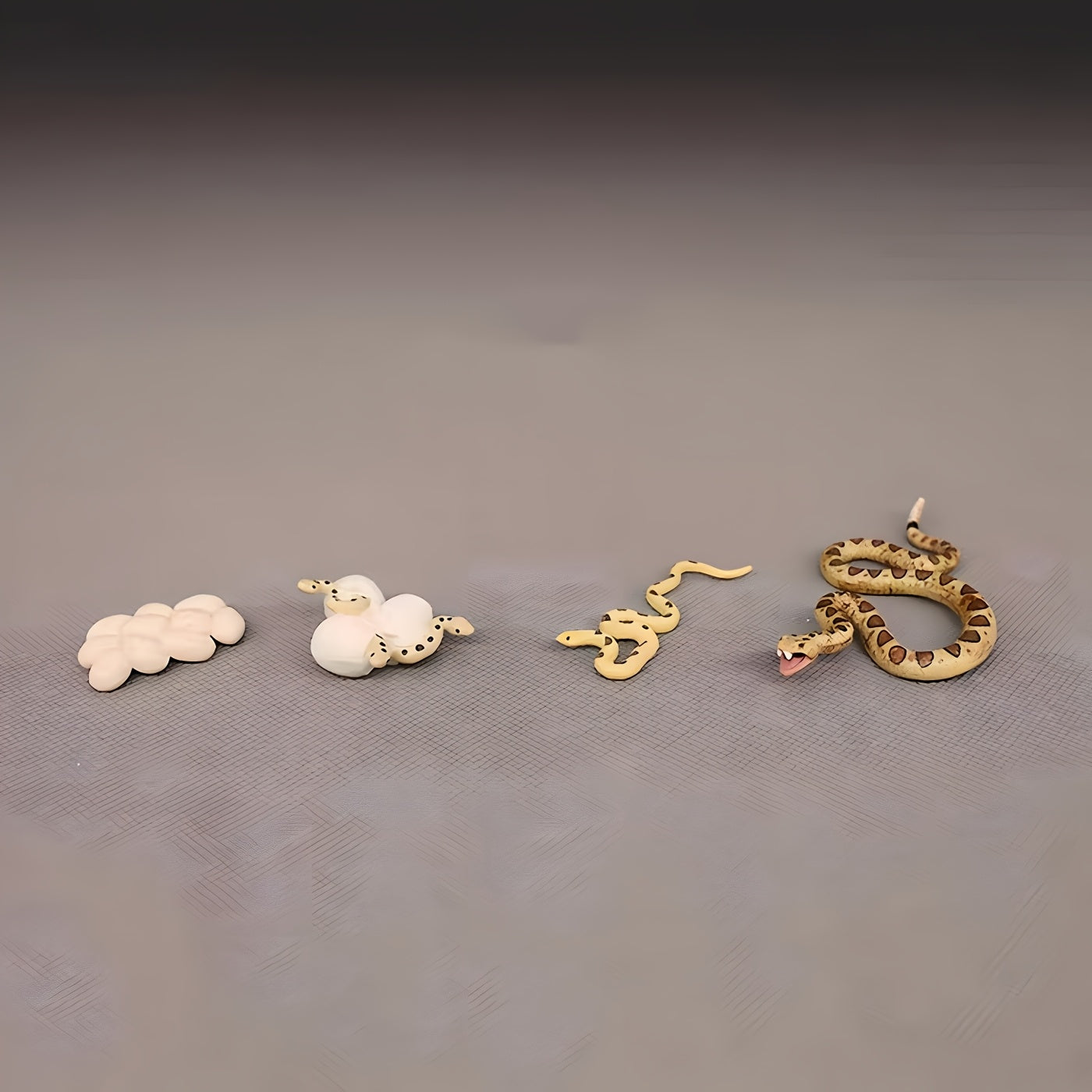Insect Venomous Animals Growth Cycle Set