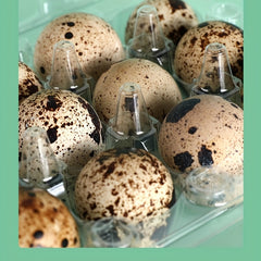 12pcs Quail Egg Packaging Box PET Plastic Holder