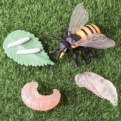 Bee Life Cycle Model Set for Kids' Science Learning