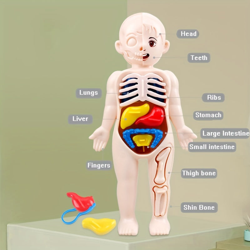 Transparent Human Anatomy Torso Model with Pull Out Organs & Tool Set