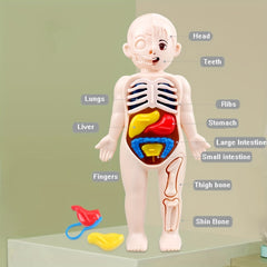 Transparent Human Anatomy Torso Model with Pull Out Organs & Tool Set