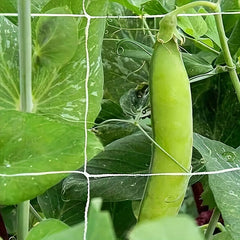 Farmhouse Fence Plant Support Net 152.4 cm