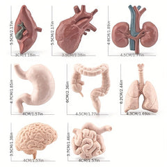 8pcs Simulated Human Organs Toys Set for Children