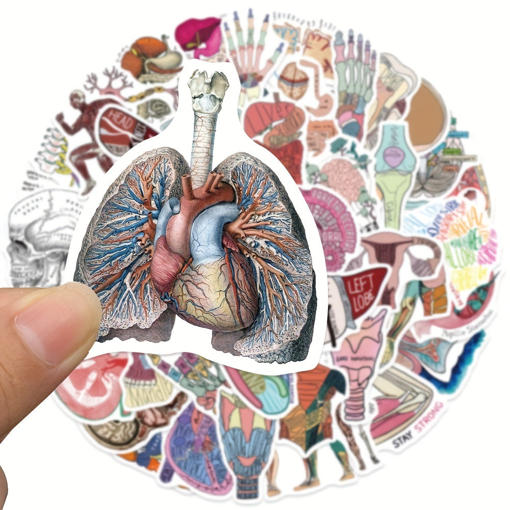 50pcs Anatomy Cartoon Organ Stickers Waterproof Stickers
