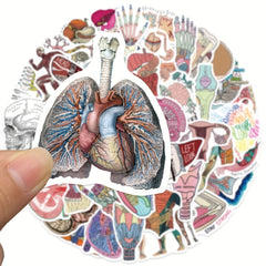 50pcs Anatomy Cartoon Organ Stickers Waterproof Stickers