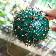 Pumpkin Shaped Fly Traps - Pest Control for Your Home