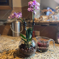 Natural Clay Pebbles Plant Grow Media Hydroponics Orchids Aquaponics