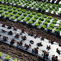 Plastic Film Garden Weed Control Barrier for Planting & Mulching
