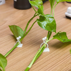 Plant Climbing Wall Adhesive Fasteners Vine Buckle Hooks