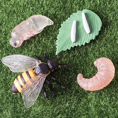 Bee Life Cycle Model Set for Kids' Science Learning