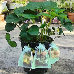 Fruit Protection Net Bags, 30/50pcs, Bird & Insect Prevention