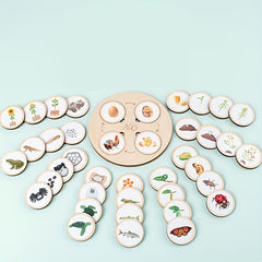 Animal Life Cycle Learning Set Educational Toy