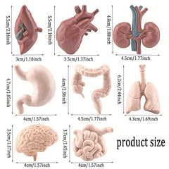 8pcs Human Organ Models Anatomical Figures Brain Heart Lung Liver Stomach Intest