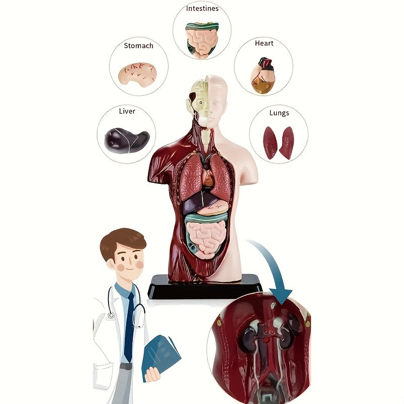 Human Anatomy Organ Structure Model Assembly Educational Toy