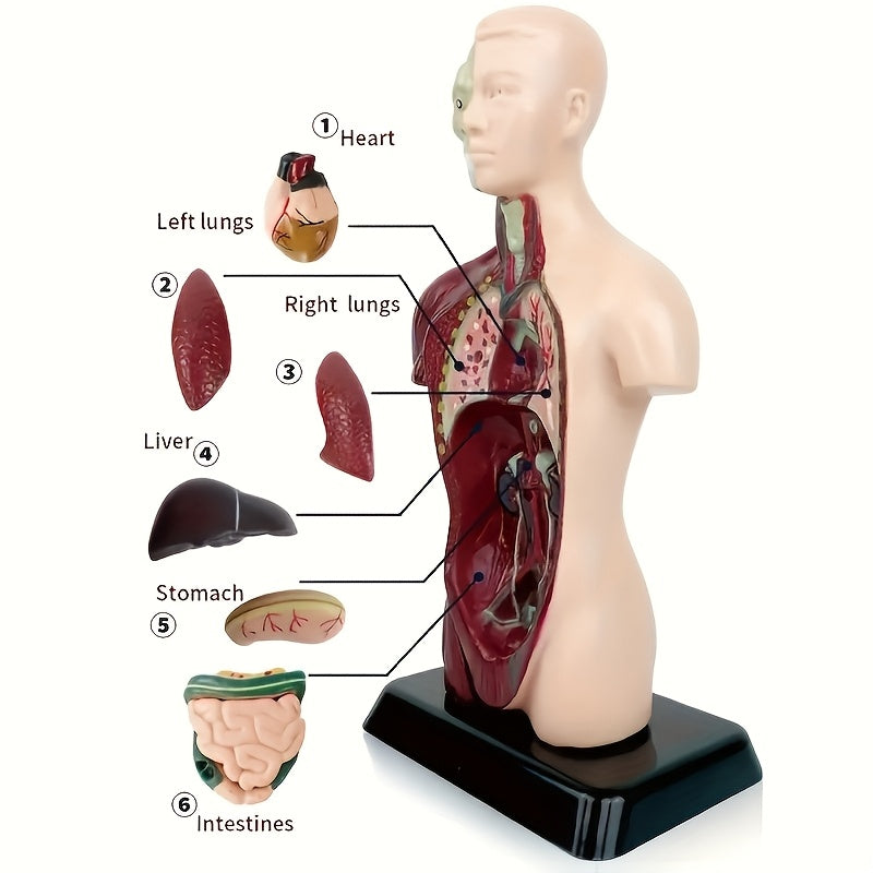 Human Anatomy Organ Structure Model Assembly Educational Toy