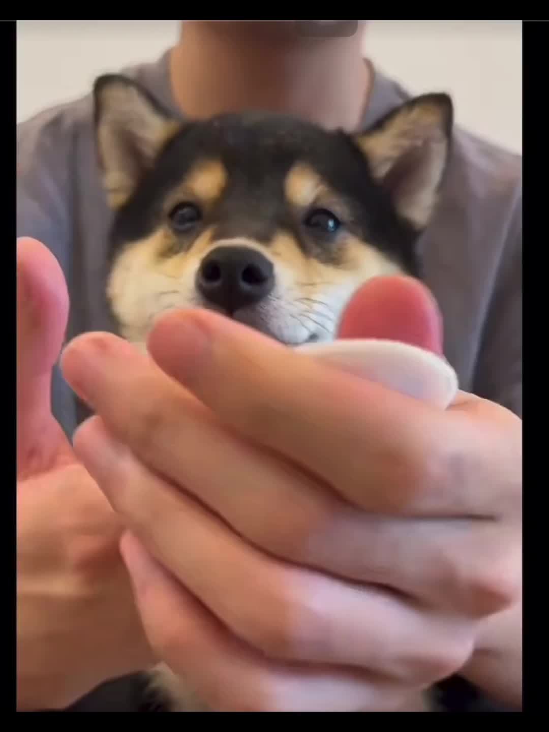 50pcs Dog Teeth Cleaning Finger Cover Wipes Oral Cleaning Deodorant