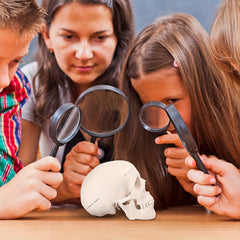 Anatomical Mini Skull Model with Removable Cap - Teaching Tool