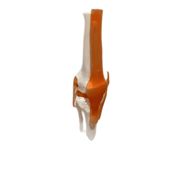 PVC Human Skeleton Joint Model for Anatomy Simulation