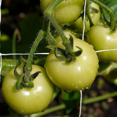 Plant Trellis Netting Polyester For Climbing Fruits And Vegetables