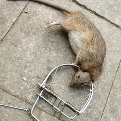Weasel Catch Spring Trapt Rodent Cage Mole Repeller Rat Trap