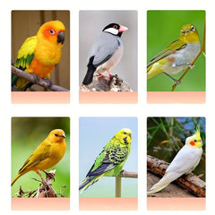 Bird Feeding Dish Cups with Clamp Holder for Parakeets African Greys Cockatiels