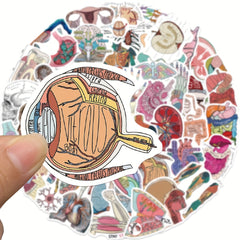 50pcs Anatomy Organ Doodle Stickers for Guitar Laptop Water Cup Luggage Helmet
