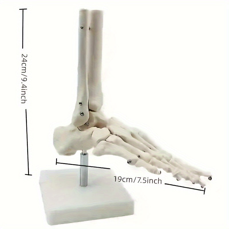 Anatomical Foot And Ankle Model With Shank Bone