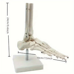 Anatomical Foot And Ankle Model With Shank Bone