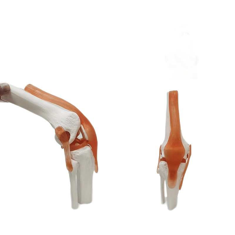 PVC Human Skeleton Joint Model for Anatomy Simulation