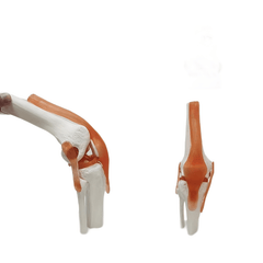 PVC Human Skeleton Joint Model for Anatomy Simulation
