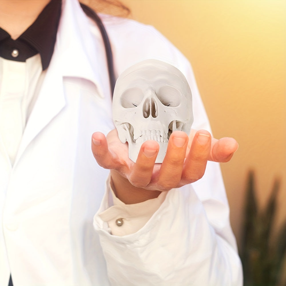 Anatomical Mini Skull Model with Removable Cap - Teaching Tool