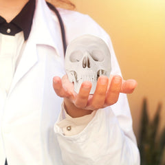 Anatomical Mini Skull Model with Removable Cap - Teaching Tool