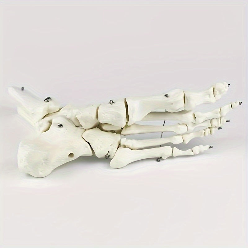 Anatomical Foot And Ankle Model With Shank Bone