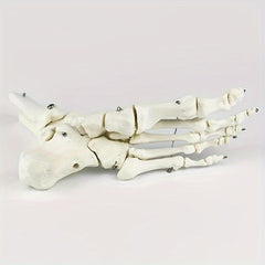 Anatomical Foot And Ankle Model With Shank Bone