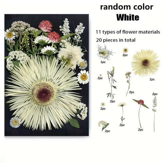 20pcs Natural Dried Flowers Set DIY Art Decoration