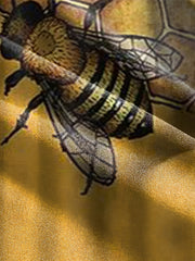 Bee & Honeycomb Pattern Men's 2 Piece Outfits T-shirt & Shorts Set