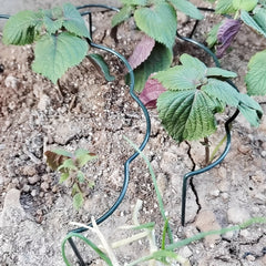 Metal Garden Plant Support Stakes Semi Wavy Outdoor Ring Cage for Tomatoes
