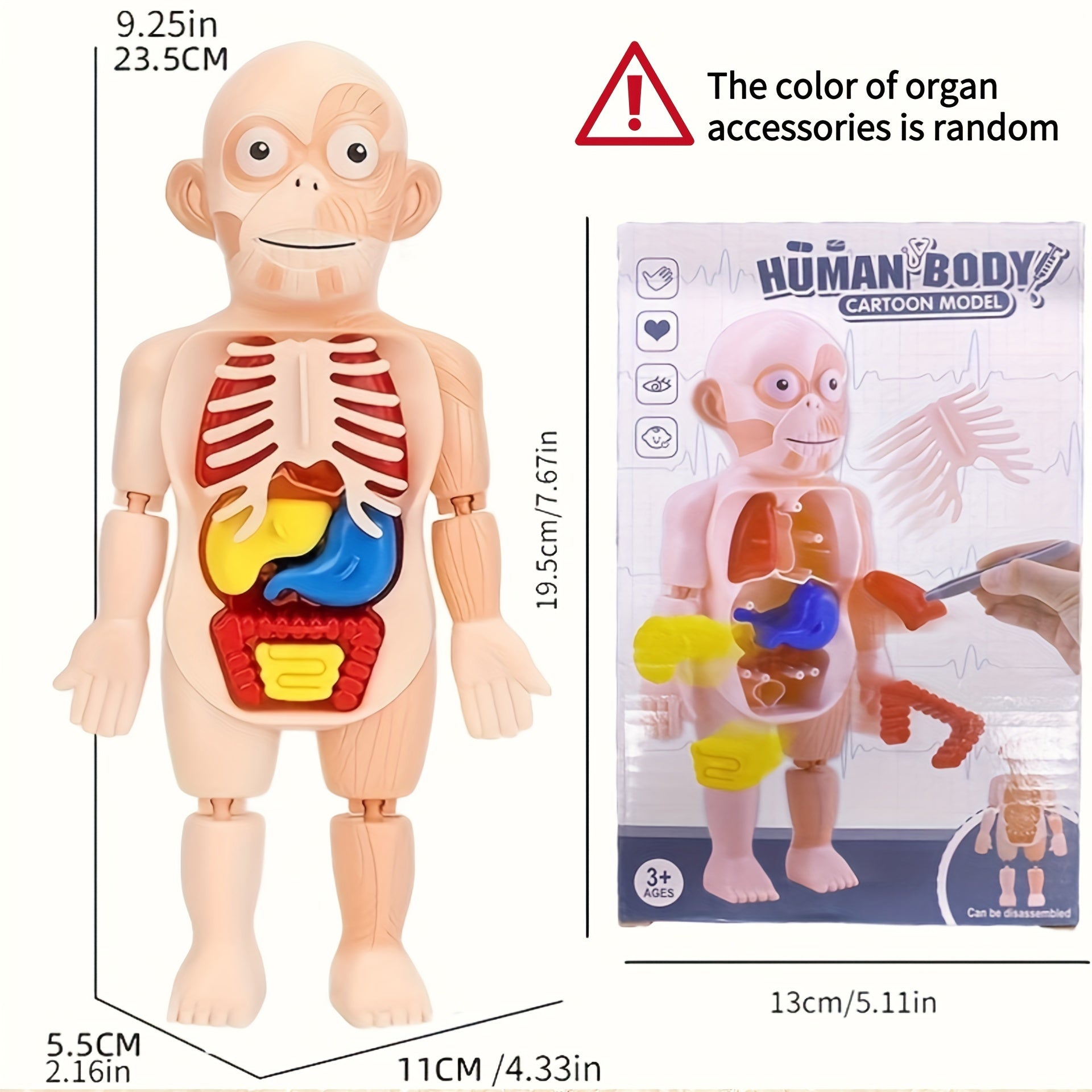 3D Puzzle Human Anatomy DIY Assembled Toy