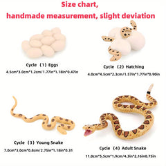 Insect Venomous Animals Growth Cycle Set