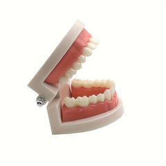 Dental Tooth Model for Teaching Demonstration and Medical Education