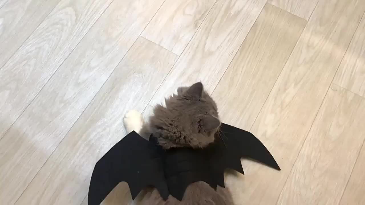 Halloween Bat Wings Pet Costume for Small Medium Dogs & Cats