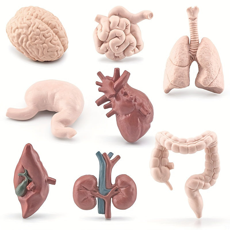 8pcs Simulated Human Organs Toys Set for Children
