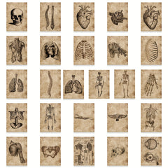 50pcs Human Skeleton Stickers Waterproof Vinyl Decals