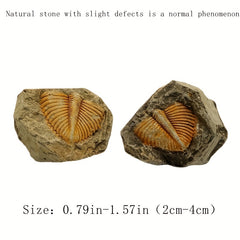 Natural Stone Ancient Marine Life Raw Stone Specimen