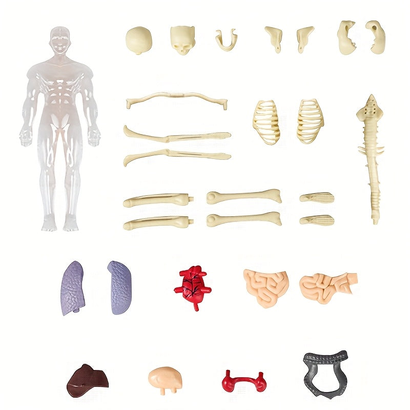 Transparent Plastic Medical Skeleton Model Kit with Removable Organs