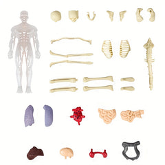 Transparent Plastic Medical Skeleton Model Kit with Removable Organs
