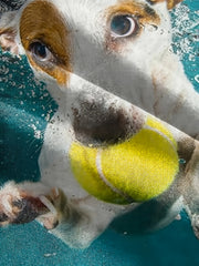 3D Print Dog Under Water Boy's T-shirt