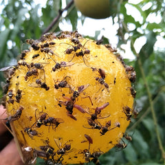 Pumpkin Shaped Fly Traps - Pest Control for Your Home