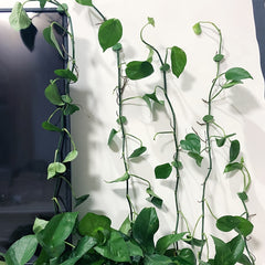20pcs Green Plant Climbing Wall Fixer Self adhesive Wire Trimmer