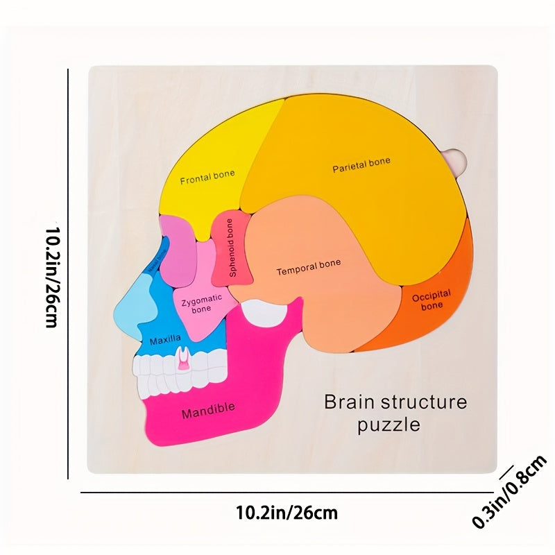 Wooden Brain Anatomy Learning Puzzle for Ages 3 Educational Cognitive Toy